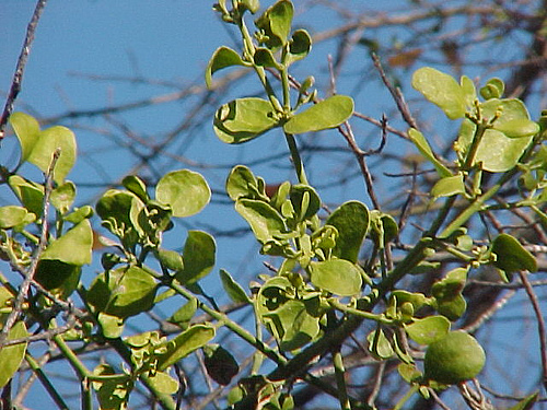 فورادندرون فلاوسنس-دارواش